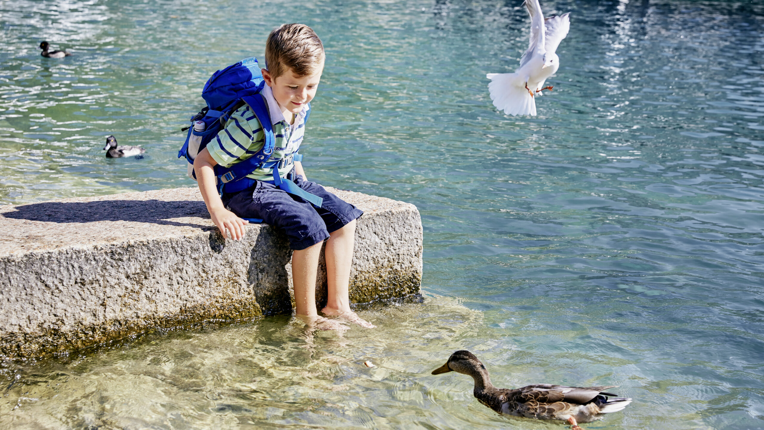 Ein Junge badet seine Füsse im Vierwaldstättersee in Brunnen. Eine Ente schaut neugierig zu und ein Möwe fliegt ins Bild.
