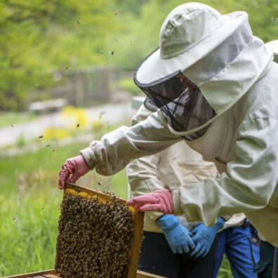 Eine voll eingekleidete Imkerin zieht eine Bienenwabe aus dem Kasten.