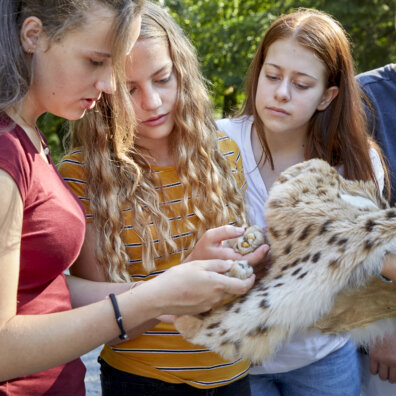 Drei Schülerinnen halten ein Luchsfell und betrachten die Pfoten genauer.