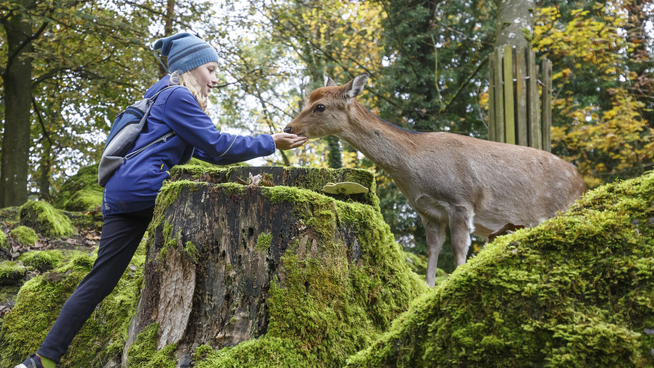 Ein Mädchen füttert einen Sikahirsch.