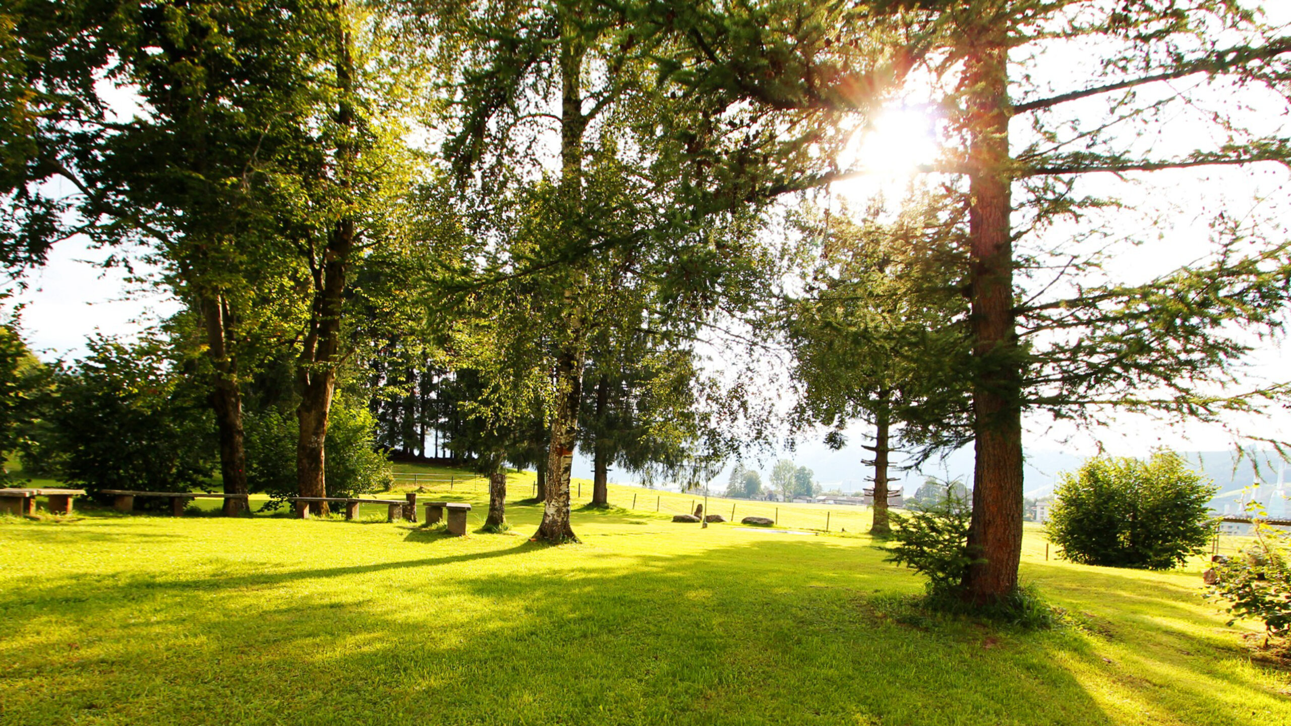 Der Garten mit Bäumen.